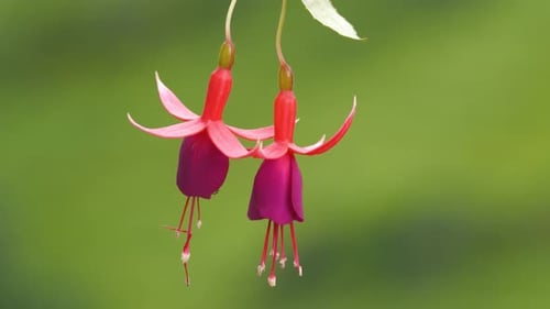 Fuchsie