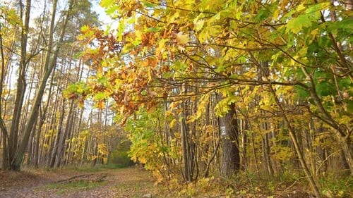 Forest pathway lined with trees, their leaves displaying the full spectrum of autumn colors.