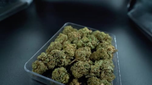 Una imagen detallada del movimiento giratorio de una grúa de cerca de una planta de cannabis, una flor de marihuana en una lámina transparente