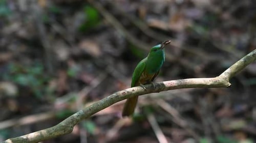 Emerald Bird Perched with Insect in Beak