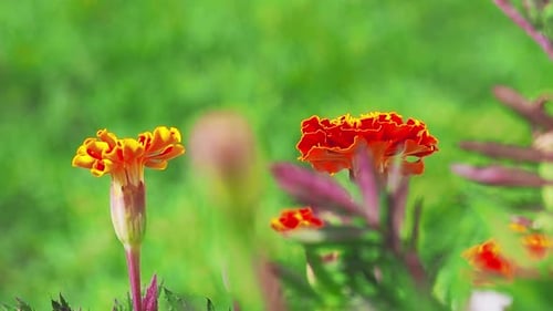 Marigolds has a beautiful vivid orange colour that will brighten your garden.