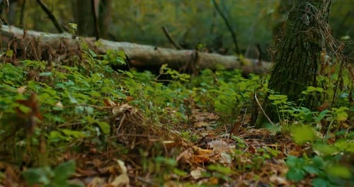 Tracking Shot Through Verdant Forest Undergrowth