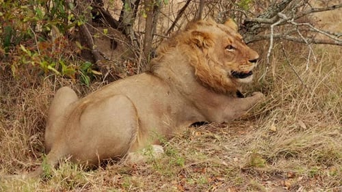 Resting Male Lion in the African Savanna