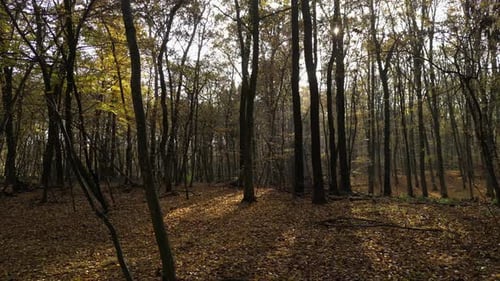 Sunny Day in a Forest in Autumn 27