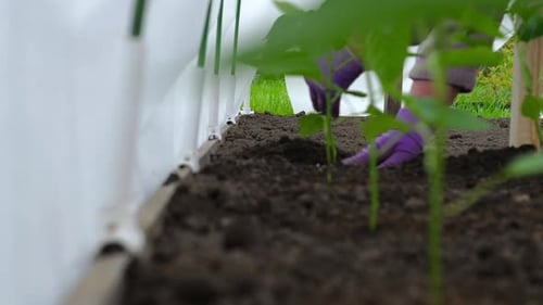 Person Planting Seedlings in a Raised Garden Bed