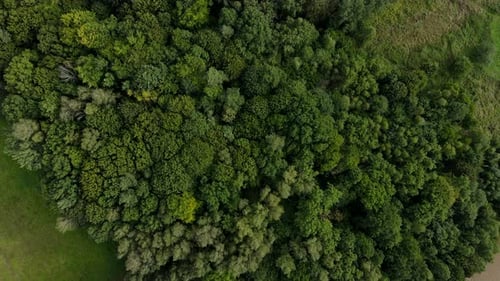 Forest top from a drone. Aerial view of a green forest. Beautiful green treetops. Dark atmospheric l