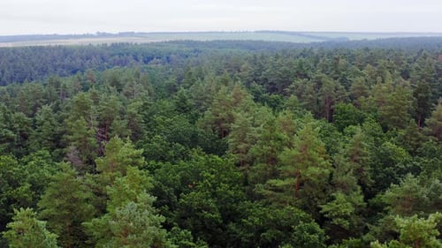 Summer woodland. Flying over the top trees of green forest in the morning. Green landscape.