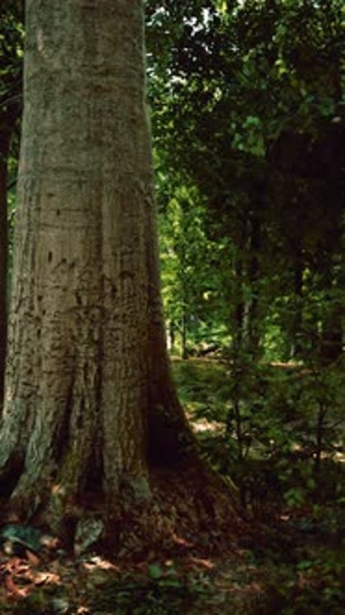 Thick Dark Forest with Moss and Sun Rays Shining Trough