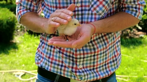 Man Gently Holds a Baby Chick Outdoors