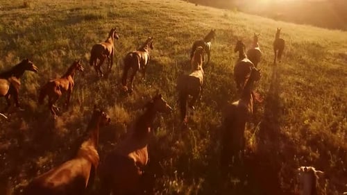 Leave No Trace: Exploring Sustainable Practices for Eco-Friendly Forest Tours