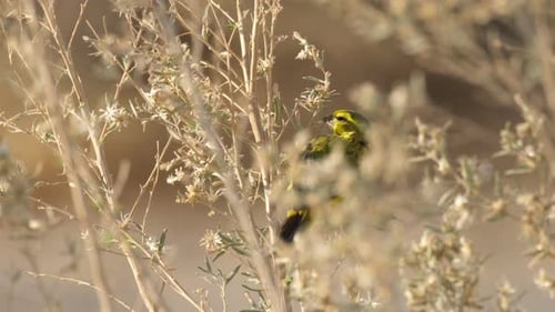A Yellow Canary Perched on a Fragile Tree Branch - Close Up