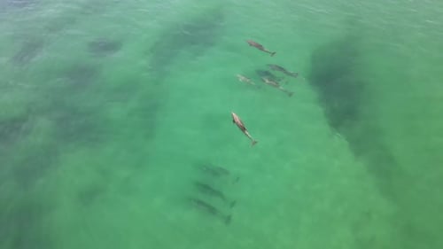 4K Dynamic Drone Shot Of Dolphins In Pacific Ocean