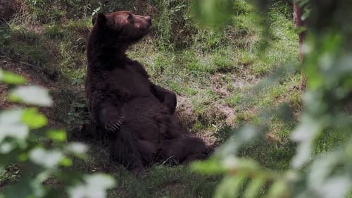 Resting brown bear (Ursus arctos) in the forest