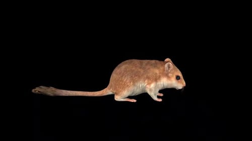 3D Animated Gerbil Standing Still