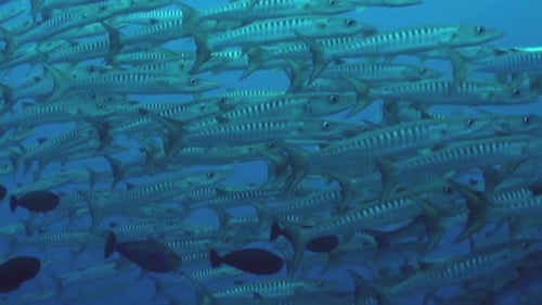 school of blackfin barracuda circle left to right in blue water, medium shot