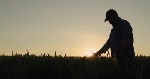 A Farmer Looks at His Field of Wheat Clear Summer Evening