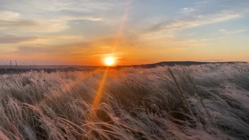 Golden Wheat on the Field a During Sunset Clip Agriculture Harvesting Agribusiness Concept Autumn