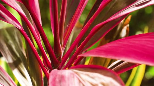 Red Ti-Plants dans le vent