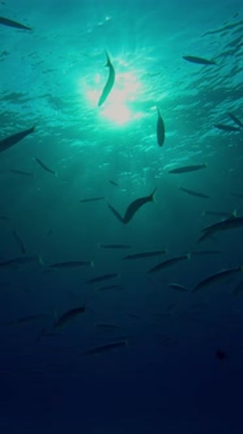 Silhouettes d'un groupe de barracudas nageant dans l'eau bleue sous la surface en plein soleil, rétro-éclairé