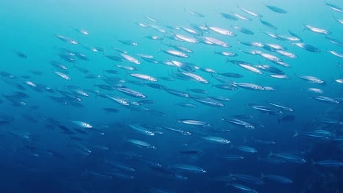 School of Bait Fish Swim in the Sea