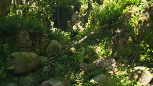 A Lush Green Forest Filled with Lots of Rocks