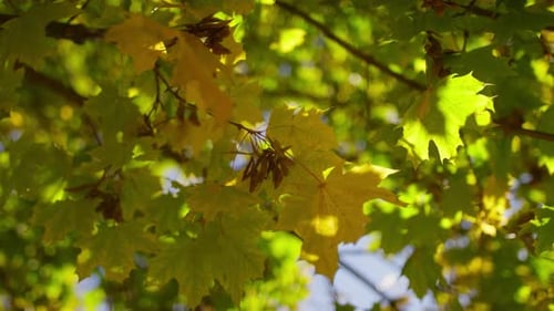 Gelbe und grüne Ahornblätter im Herbstsonnenlicht