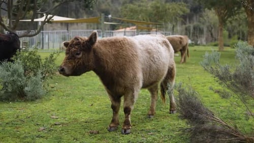 Slow motion shot of cute, fluffy, highland cow lifts ear and looks toward camera on farm