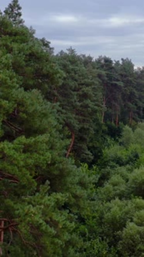 Beautiful green wood in summer. Tall pine trees and tops of short mixed trees in the forest.
