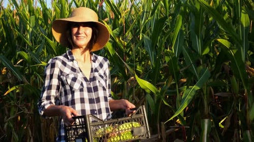 Female Farmer with Plastic Harvest Box Explores Corn Stems While Going at Field Adult Beautiful