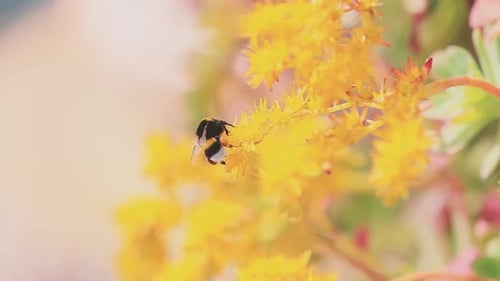Close up shot of bumblebee collecting nectar from yellow flowers in the garden