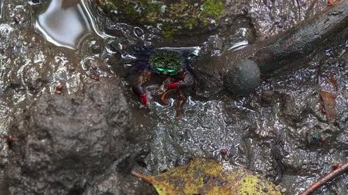 Gesichtsbandkrabbe, die in den Mangrovenfeuchtgebieten den Körper einer toten Krabbe frisst und sich von ihnen ernährt, nah