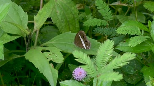 Medus braune Orsotriaena medus Schmetterling und lila Blütenschampflanze