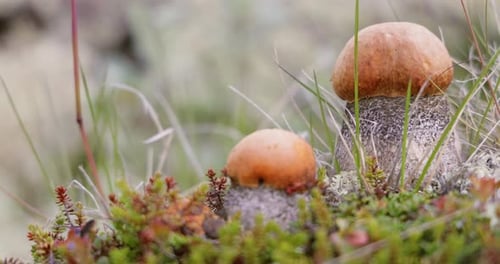 Beautiful boletus edulis mushroom in arctic tundra moss. White mushroom in Beautiful Nature Norway