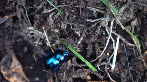 Shiny beetle on ground, Sweden