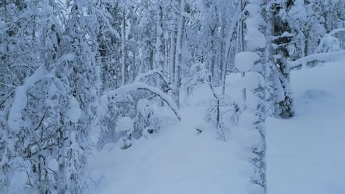 Luftaufnahme, vorwärts fliegend zwischen den schneebedeckten Bäumen in einem Winterwald.