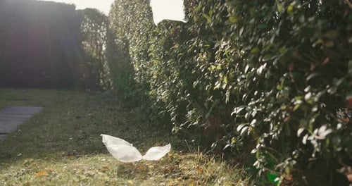 Bolsas de aire a presión que caen junto a un seto en el jardín, luz de fondo. Residuos de envases a la luz del sol,