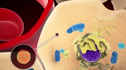Immune System Cell Activity and Virus Attack