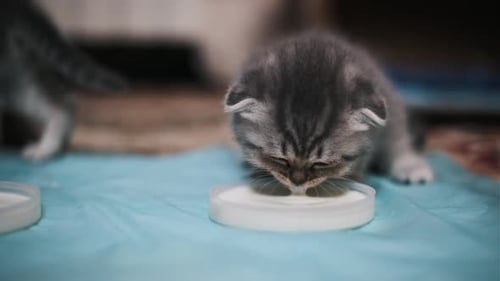 Grey Tabby Kitten Drinks Milk Close Up