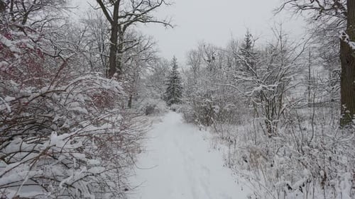 A beautiful walk through the winter forest. Trees, branches and bushes in the snow. Snow everywhere.