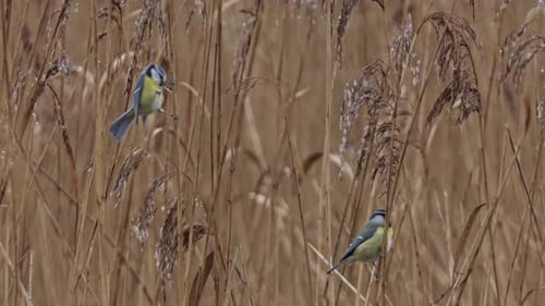 Two blue tits hang from a reed stem and eat from the reed