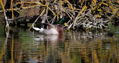 Mallard Duck Paddling and Preening in Water