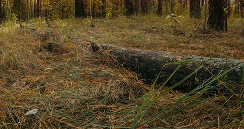 Forest Floor with Fallen Log in Golden Light