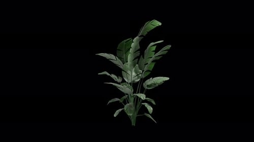 Strelitzia Nicolai-Pflanze, die sich im Sommerwind bewegt, realistische Animation