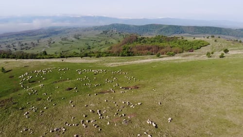 Beautiful views over a meadow with herd of sheep, hills and mountains in the background