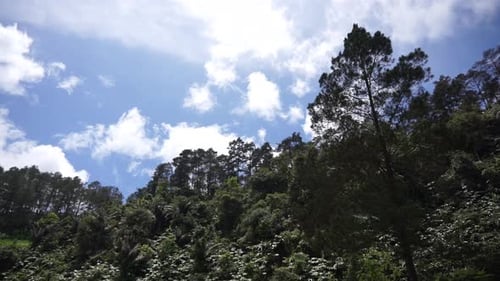 natural scenery mountains natural panorama hills, and forest of tall green trees and slopes of green