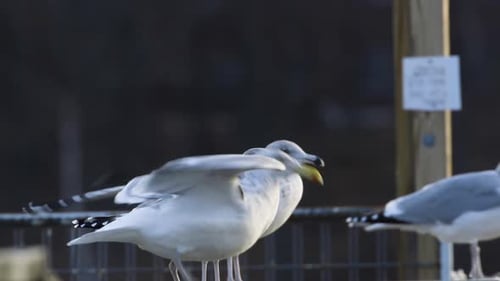 Seagulls lined up on a wooden railing at a marina in Maine. Full speed. Clip A