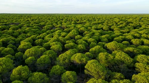 Aerial backwards flight Flying Over Dense Parasol Pine Tree Forest Of El Rompido In Spain - Beautifu