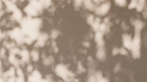 Transparent Soft Light and Shadows From Branches Plant Foliage and Leaves Morning Sunlight and Tree