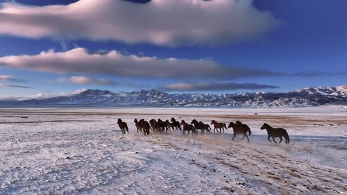 Wild Horses Galloping Across a Snowy Plain with Mountains