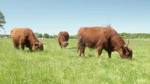 Highland Cattle Grazing Peacefully in a Lush Pasture